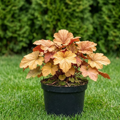 Гейхера гибридная Амбер Вейвс купить