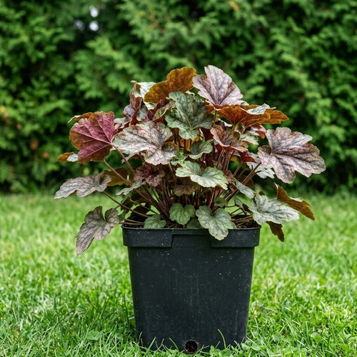 Гейхера гибридная Геркулес купить