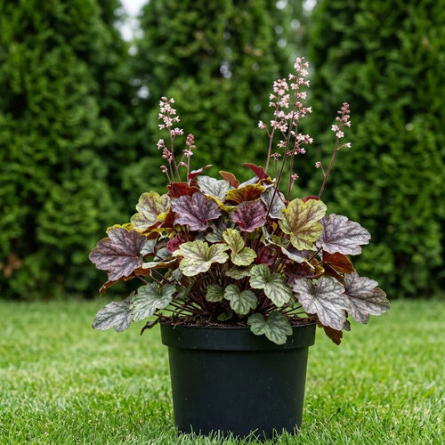 Гейхера гибридная Ван Гог купить