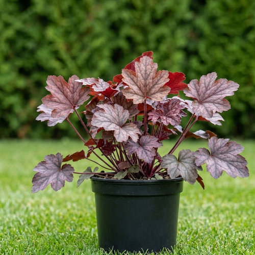 Гейхерелла Burnished Bronze купить