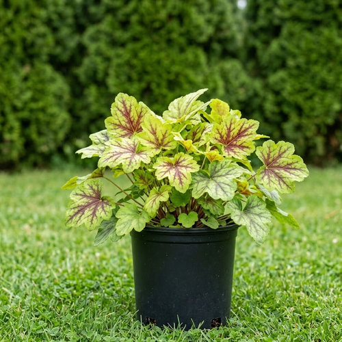 Гейхерелла Файа Фрост купить