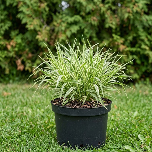 Бухарник мягкий Albovariegata купить