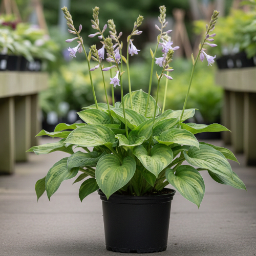 Хоста гибридная Гуакамоле купить