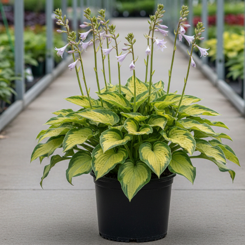 Хоста гибридная Лэйксайд Ча Ча купить