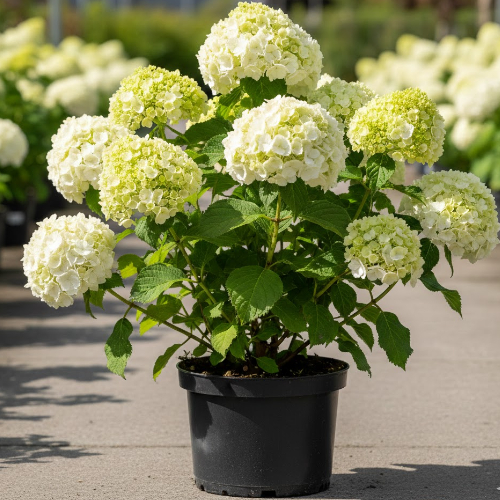 Гортензия древовидная Аннабель купить