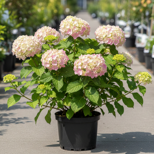 Гортензия древовидная Мэджикал Пинкербел купить