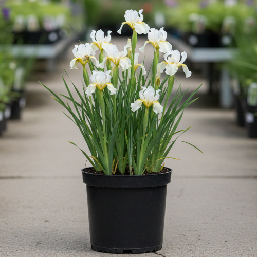 Ирис сибирский Батте энд Щуга купить