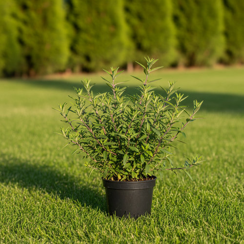 Иссоп лекарственный Аккорд купить