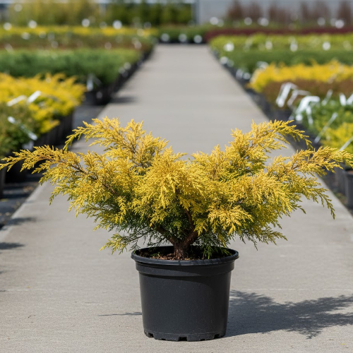 Можжевельник средний Олд Голд БОНСАЙ купить