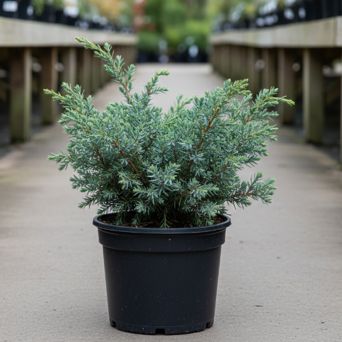 Можжевельник чешуйчатый Мейери купить