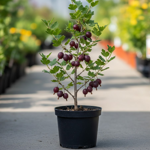 Крыжовник Командор купить