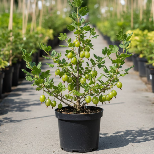 Крыжовник Малахит купить