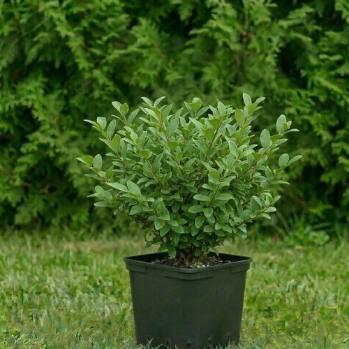 Бирючина туполистная Регелианум купить