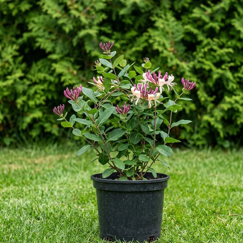 Жимолость каприфоль Belgica Select купить