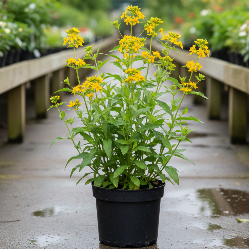 Вербейник точечный  купить