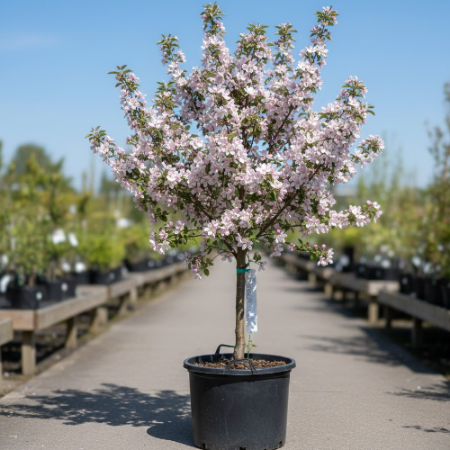 Яблоня декоративная Невиль Копеман купить