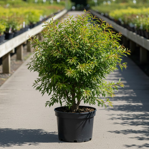 Миндаль декоративный Розовый шар купить