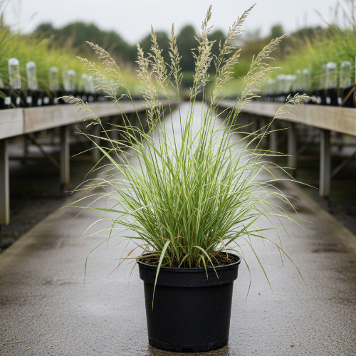 Молиния голубая Вариегата купить