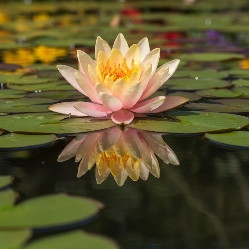 Кувшинка Сиу купить