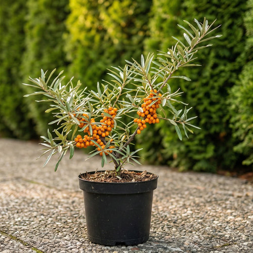 Облепиха Любимая купить