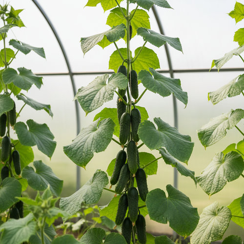 Огурец Аленушка купить