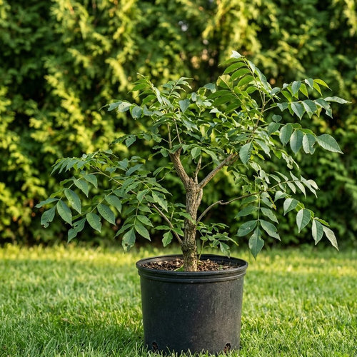 Бархат амурский купить