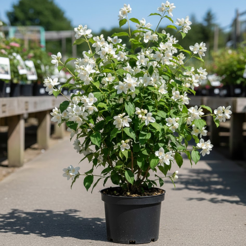 Чубушник Боклер купить