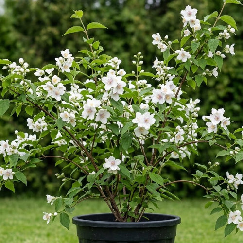 Чубушник Бель Этуаль купить