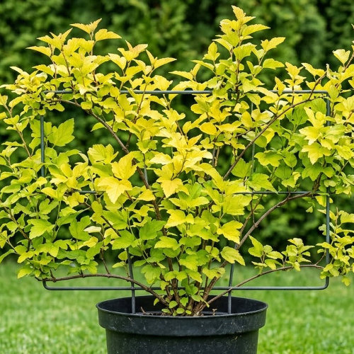 Пузыреплодник калинолистный Ангел Голд купить