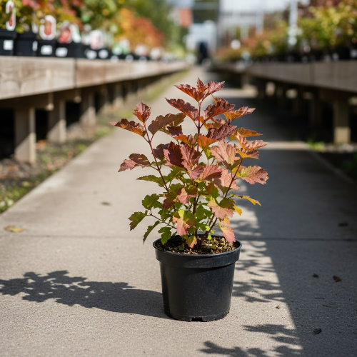 Пузыреплодник калинолистный Литл Джокер купить