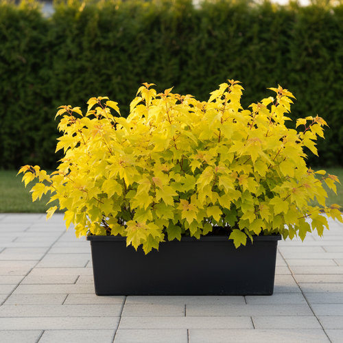 Пузыреплодник калинолистный Лютеус (живая изгородь) купить