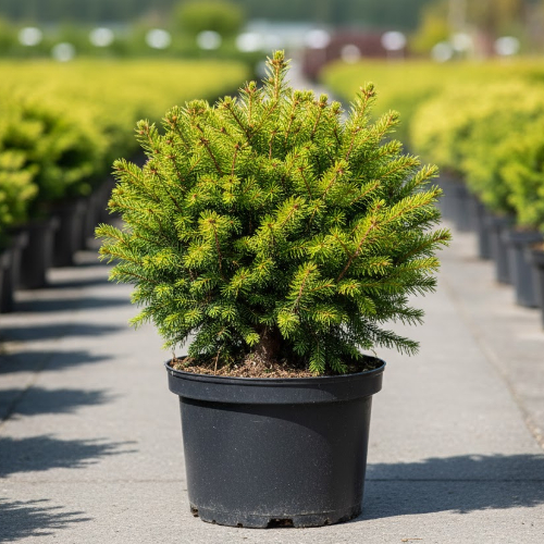 Ель обыкновенная Томпа купить