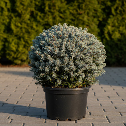 Ель колючая Глаука Глобоза купить