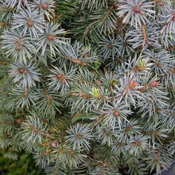 Ель ситхинская Мидджет купить