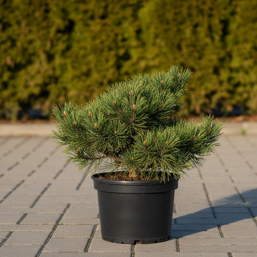 Сосна горная купить