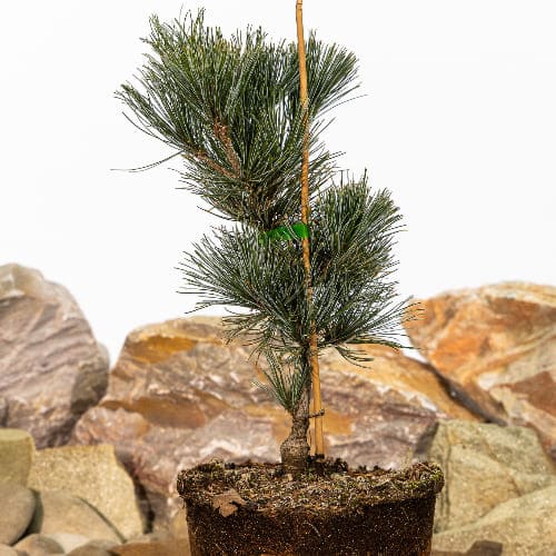 Сосна кедровый стланик Глаука купить