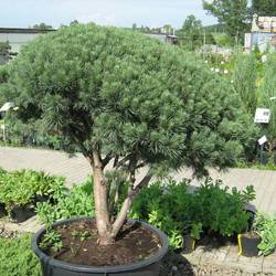 Сосна обыкновенная Watereri Umbrella (бонсай) купить