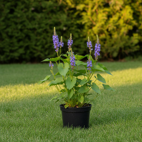 Понтедерия сердцелистная купить