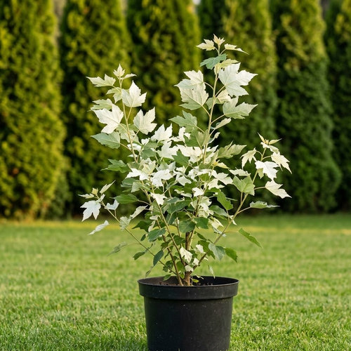 Тополь белый купить