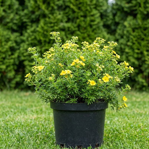 Лапчатка кустарниковая Аннет купить