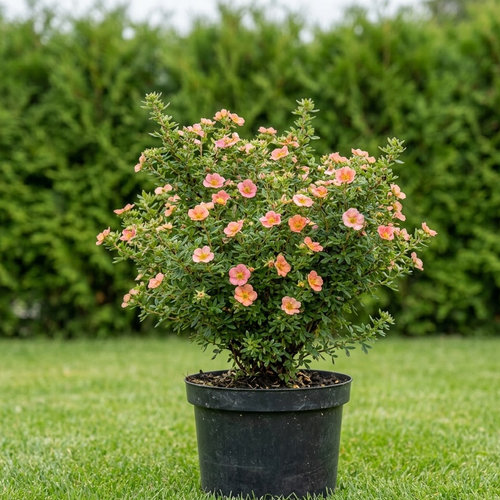 Лапчатка кустарниковая купить