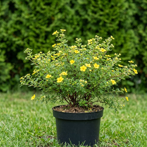 Лапчатка кустарниковая Fareri купить