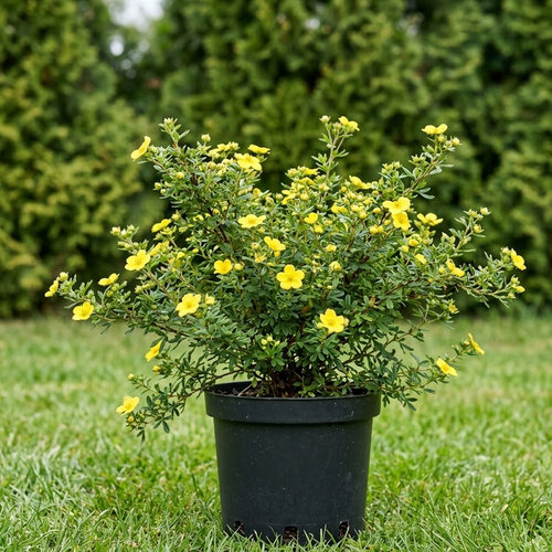 Лапчатка кустарниковая Голдстар купить