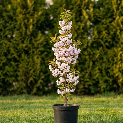 Слива мелкопильчатая Аманогава купить