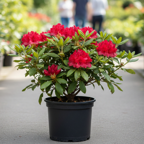 Рододендрон гибридный Ред Джек купить