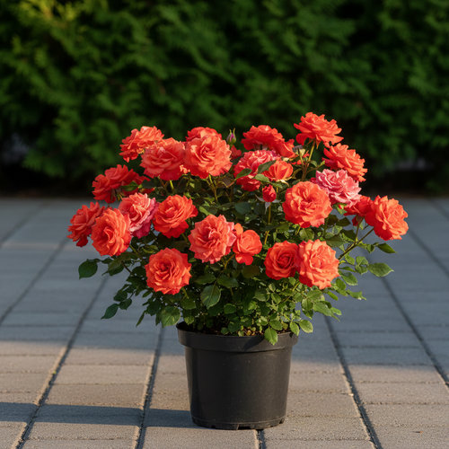 Роза Флорибунда Барбара купить