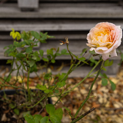 Роза английская душистая Голден Селебрэйшн купить