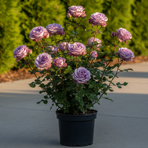 Роза парковая и Альпийская Блю Вандер купить