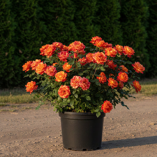 Роза Флорибунда Цыгане купить