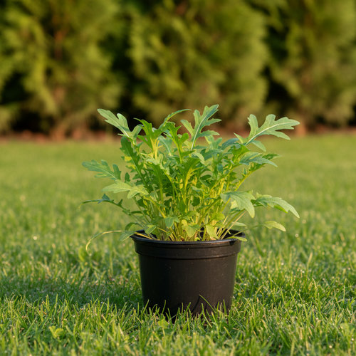 Руккола Диковина купить